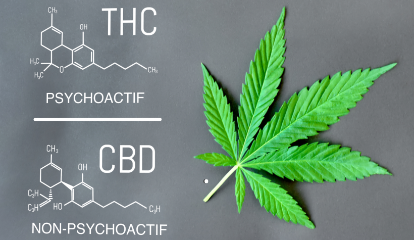 Voici comment bien acheter du CBD en ligne