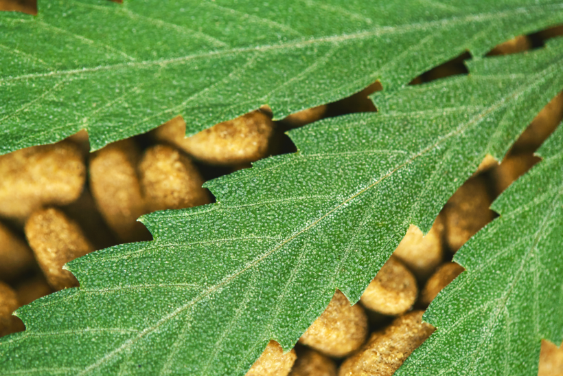 CBD in foglie di canapa e crocchette