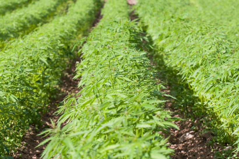 Campo di canapa sativa per il CBD