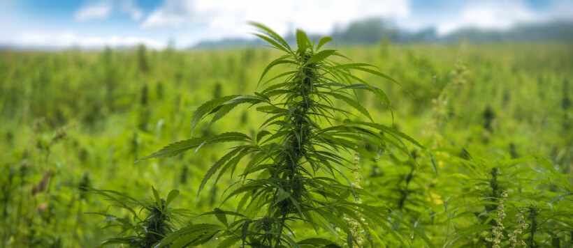 A field of Cannabis Sativa