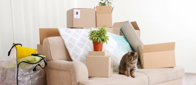 Traslocare con il gatto