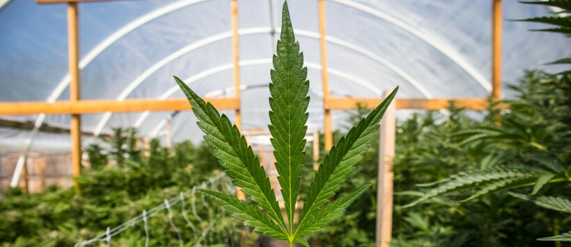 Coltivazione della canapa in greenhouse