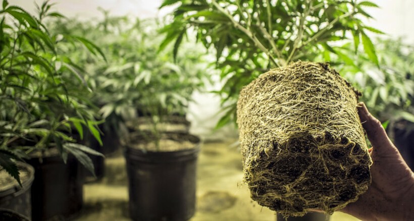 Cultivo de Cannabis sativa