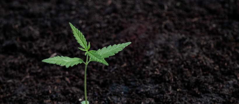 Der Anbau von Sativa-Hanf
