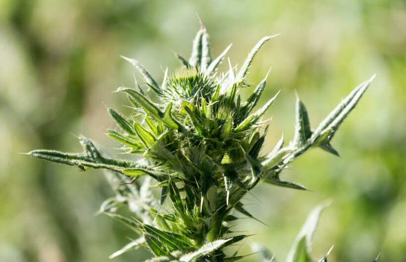 Cannabis, de bloemen van de tweedracht?